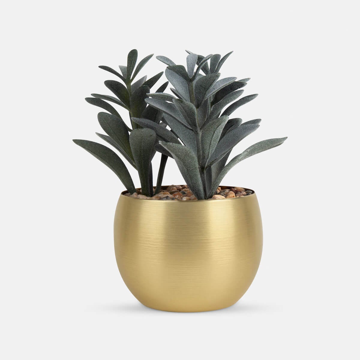 PLANTA GADREK