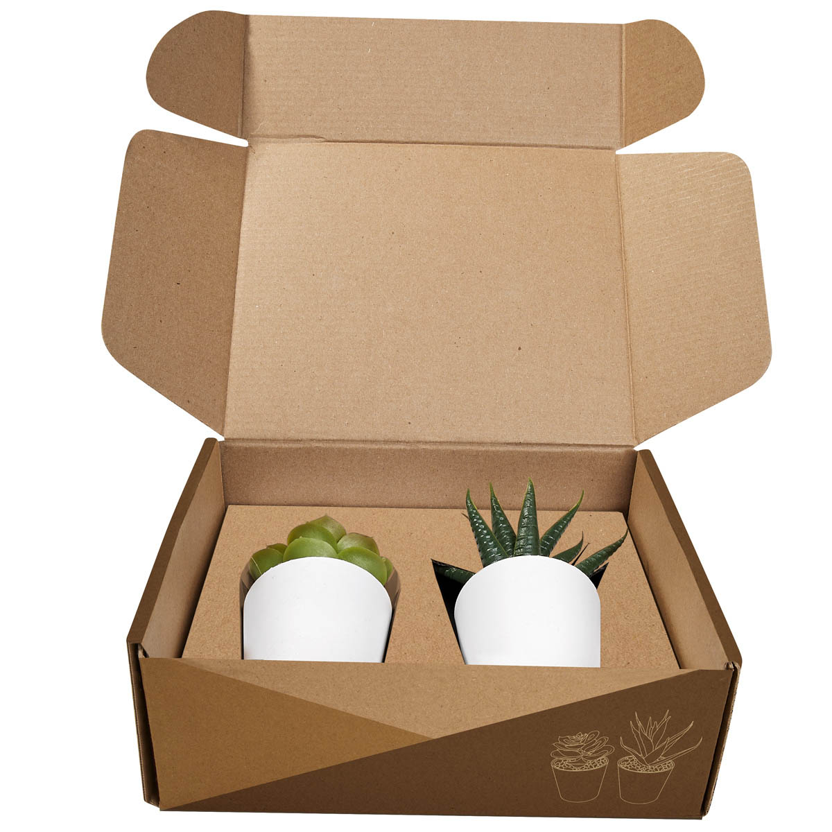 SET DE PLANTAS ALISO