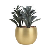 PLANTA GADREK