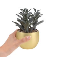 PLANTA GADREK