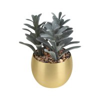 PLANTA GADREK