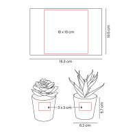 SET DE PLANTAS ALISO